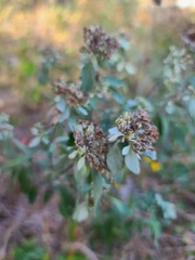 Pycnanthemum albescens