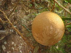 Couroupita guianensis