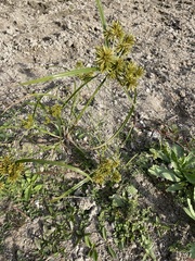 Cyperus strigosus