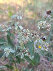 Pycnanthemum albescens