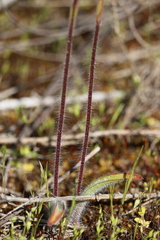 Caladenia