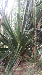 Pandanus pulcher