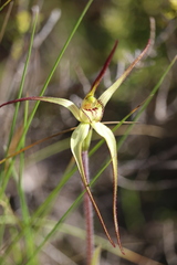 Caladenia