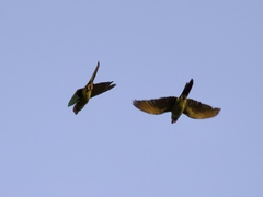 Psittacara mitratus