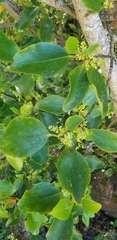 Griselinia littoralis