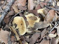 Lactarius zonarius