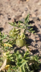 Solanum triflorum