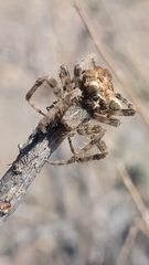 Araneus gemmoides