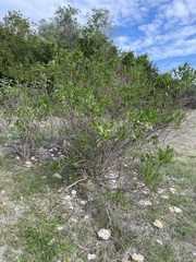 Cephalanthus occidentalis
