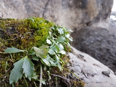 Micranthes razshivinii