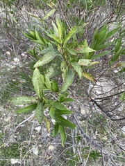 Cephalanthus occidentalis