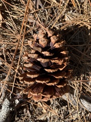 Pinus elliottii