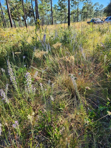 Image of Liatris elegans by (c) Scott Allen Davis, some rights reserved (CC BY)