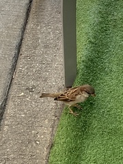 Passer domesticus