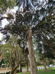 Dacrydium cupressinum
