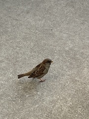 Passer domesticus