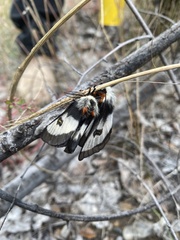 Hemileuca nevadensis