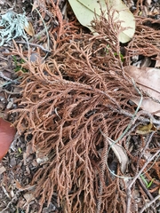 Dacrydium cupressinum