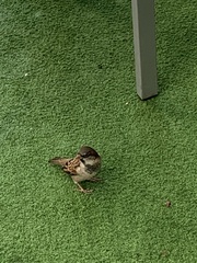 Passer domesticus