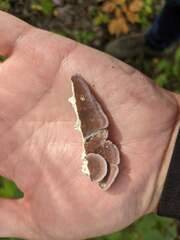 Trichaptum subchartaceum