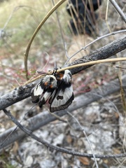 Hemileuca nevadensis