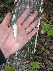 Trichaptum subchartaceum