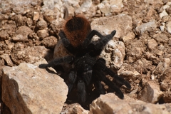 Tliltocatl epicureanus