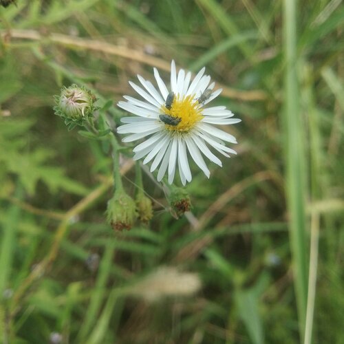 Psilactis asteroides