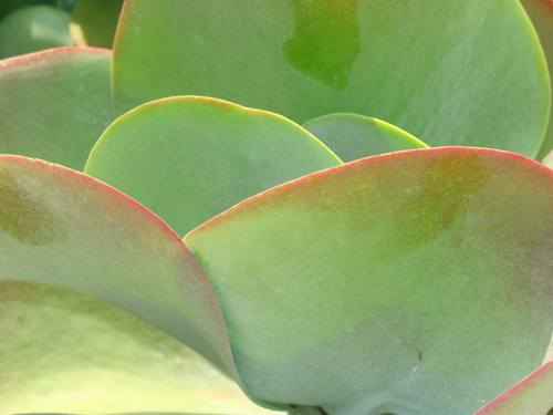 Image of Kalanchoe luciae by (c) Diogo Luiz, some rights reserved (CC BY)