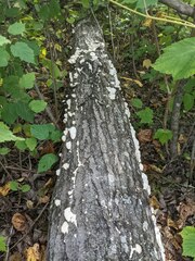 Trichaptum subchartaceum