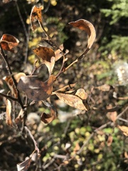Salix glauca