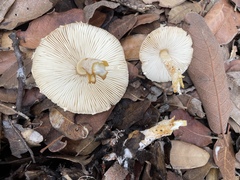 Lepiota