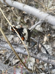 Hemileuca nevadensis