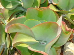 Kalanchoe luciae