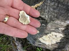 Trichaptum subchartaceum