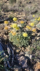 Eriogonum ovalifolium