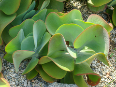 Kalanchoe luciae
