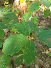Hamamelis