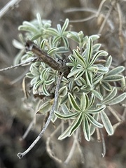 Lupinus albifrons