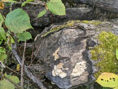 Trichaptum subchartaceum