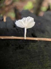 Marasmiellus