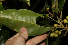 Sarcomelicope simplicifolia