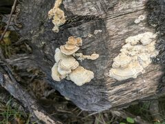 Trichaptum subchartaceum