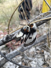 Hemileuca nevadensis