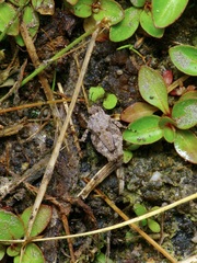 Paratettix mexicanus