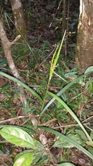 Scleria madagascariensis