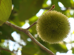 Apeiba tibourbou