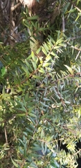 Podocarpus