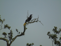 Psarocolius montezuma