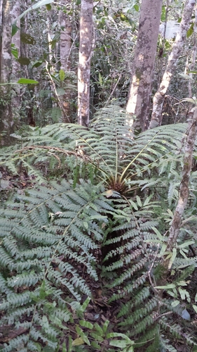 Alsophila serratifolia